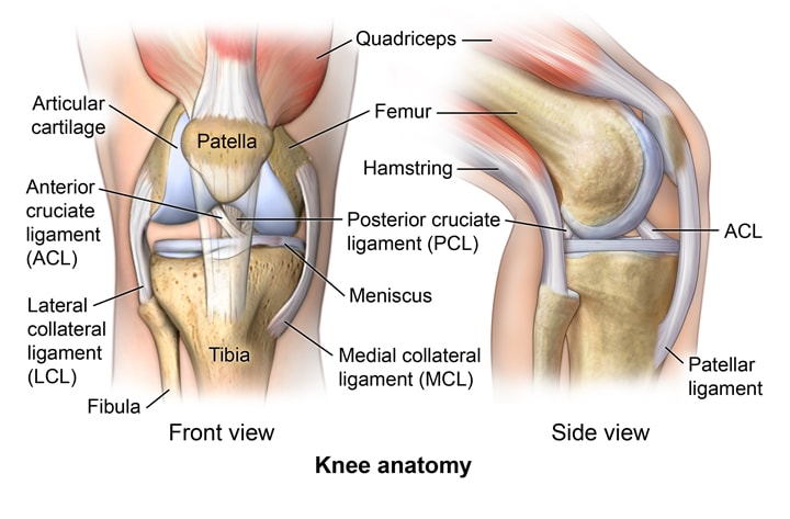Anatomy of A Knee