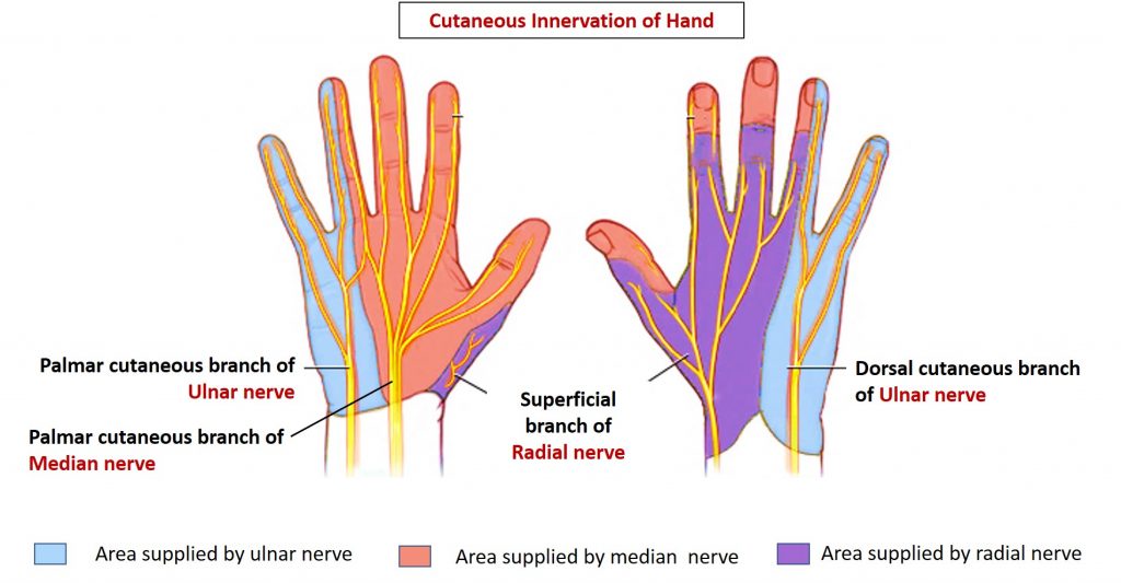 Hands Nerves Distribution